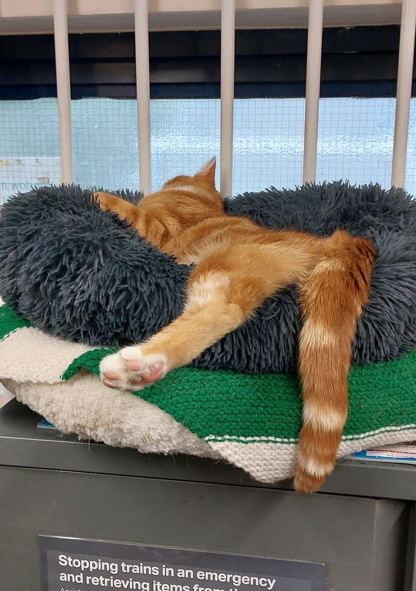 Night night sweet dreamies 

Not every day needs to be a masterclass in productivity

Sometimes taking care of your self means doing less, not more 

#cats #cats #Cat #CatsOnTwitter #CatsOfTwitterX #CatsOfTwitter