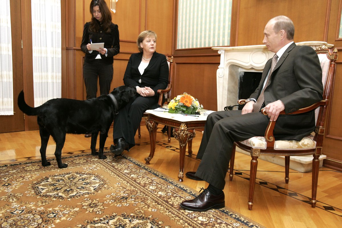Rusya Devlet Başkanı Vladimir Putin'in basına yansıyan benzersiz durumları 🧵 

1. Putin, 2007'deki bir toplantıda Labrador cinsi köpeğini, köpek fobisi olan Alman Şansölyesi Angela Merkel'in önüne getirdi.