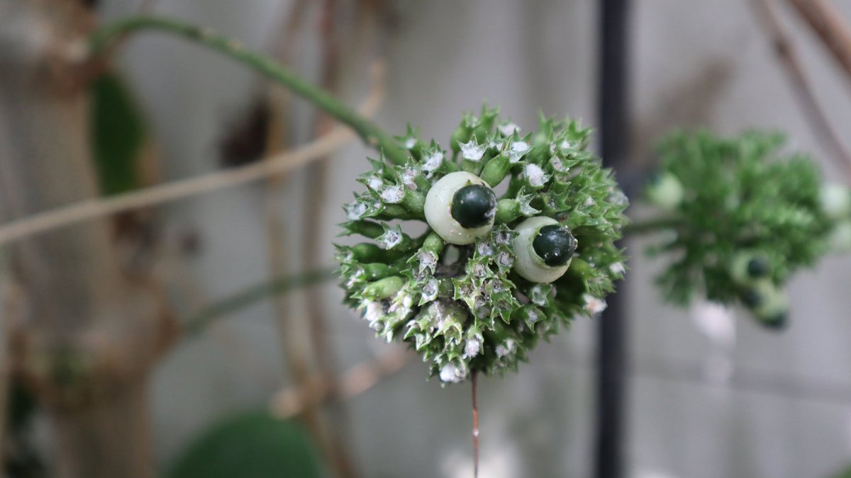 minniebon43's tweet image. Oscar the Grouch! 

#botanicals #FlowersOfX