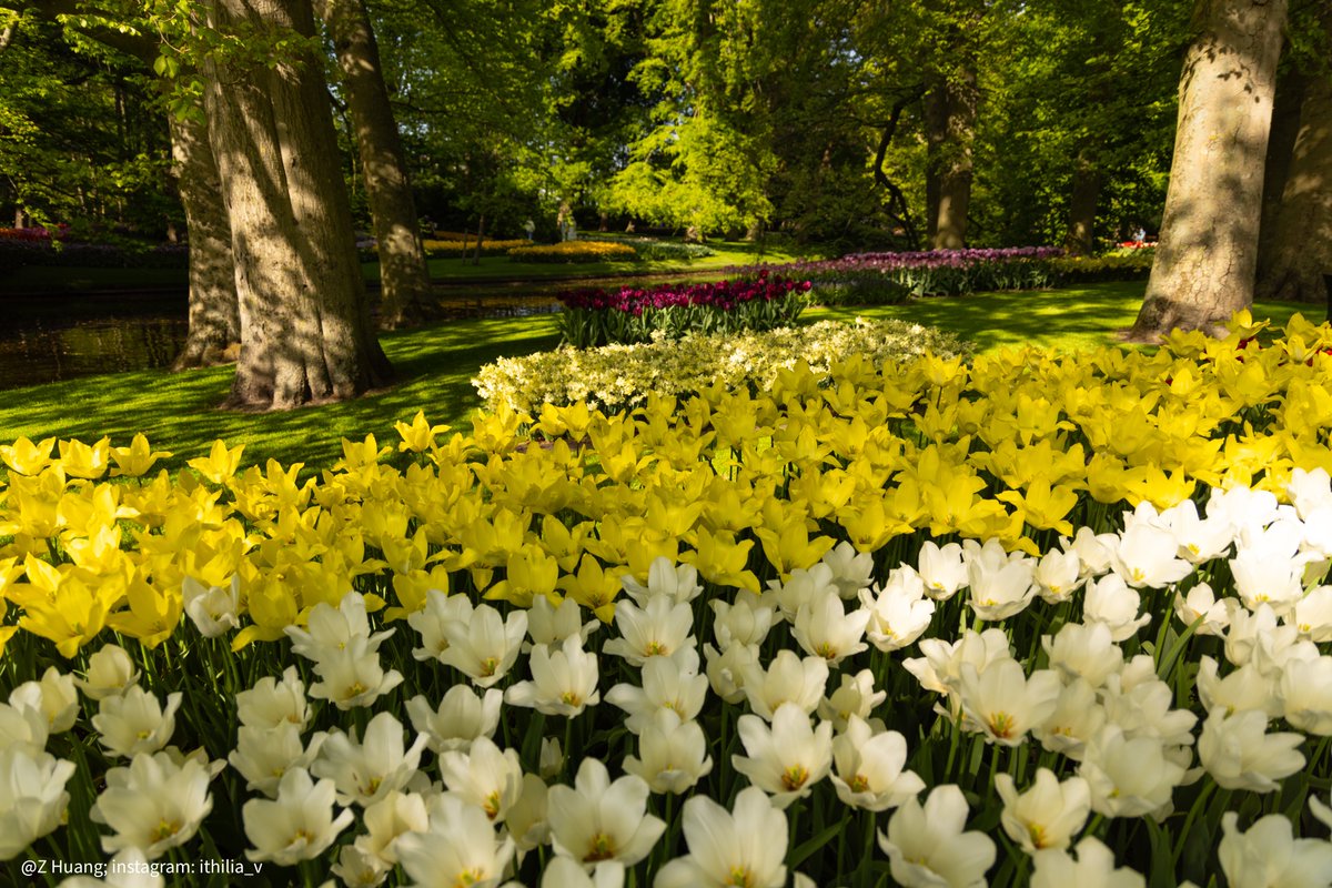 Bucket list! I guess half bucket-listed, I've dreamt about seeing the boundless tulip fields of the Netherlands; this time I was 2-3 weeks late for the season, but some were spotted 📷. The garden is absolutely gorgeous and I've given up choosing.