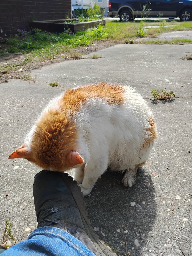 Bugs got his very first bath today. Of course, he's not happy 😾 about it, but he'll survive. 🥰