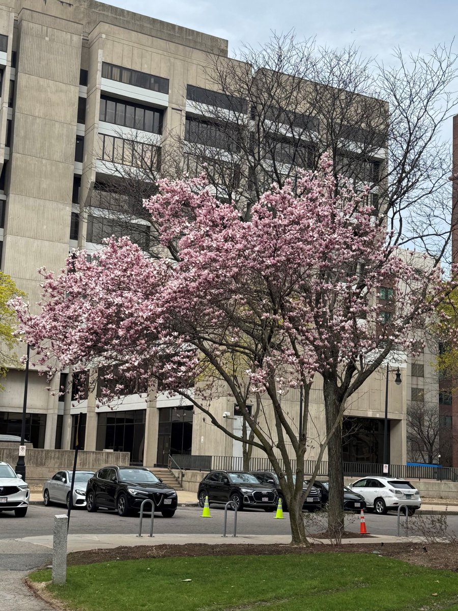 Spring is in the air at the Amyloidosis Center and all across Boston! As the city begins to bloom, we are reminded of renewal &amp; hope. Here's to continued discovery and compassionate care.