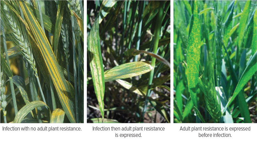 GRDC (@thegrdc) on Twitter photo Effective stripe rust management starts with variety selection, says <a href="/nswagriculture/">NSW Agriculture</a>'s <a href="/s_simpfendorfer/">Steven Simpfendorfer</a>
Key points:
🌾 Choose wheat varieties with in-built stripe rust resistance
🌾 Apply fungicide to varieties at the appropriate growth stages
🌾 Know the nitrogen status of Effective stripe rust management starts with variety selection, says <a href="/nswagriculture/">NSW Agriculture</a>'s <a href="/s_simpfendorfer/">Steven Simpfendorfer</a>
Key points:
🌾 Choose wheat varieties with in-built stripe rust resistance
🌾 Apply fungicide to varieties at the appropriate growth stages
🌾 Know the nitrogen status of