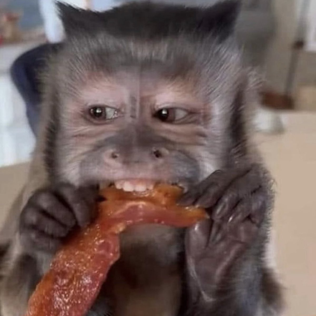 rivers as monkeys (@riversmonkeys) on Twitter photo 