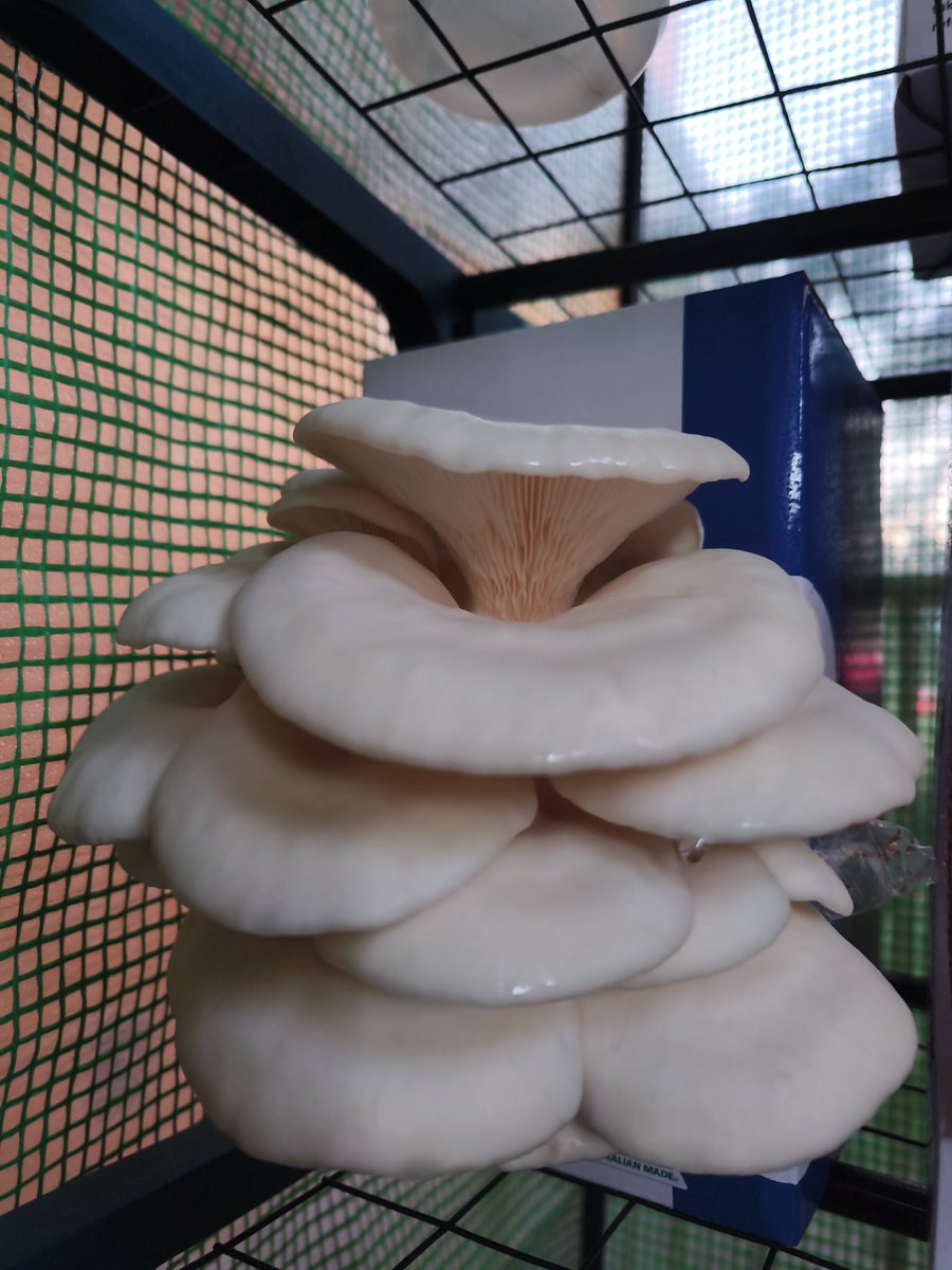 SpookyRoot tweet media