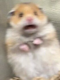 Major Tom (@_snezhik_) on Twitter photo 