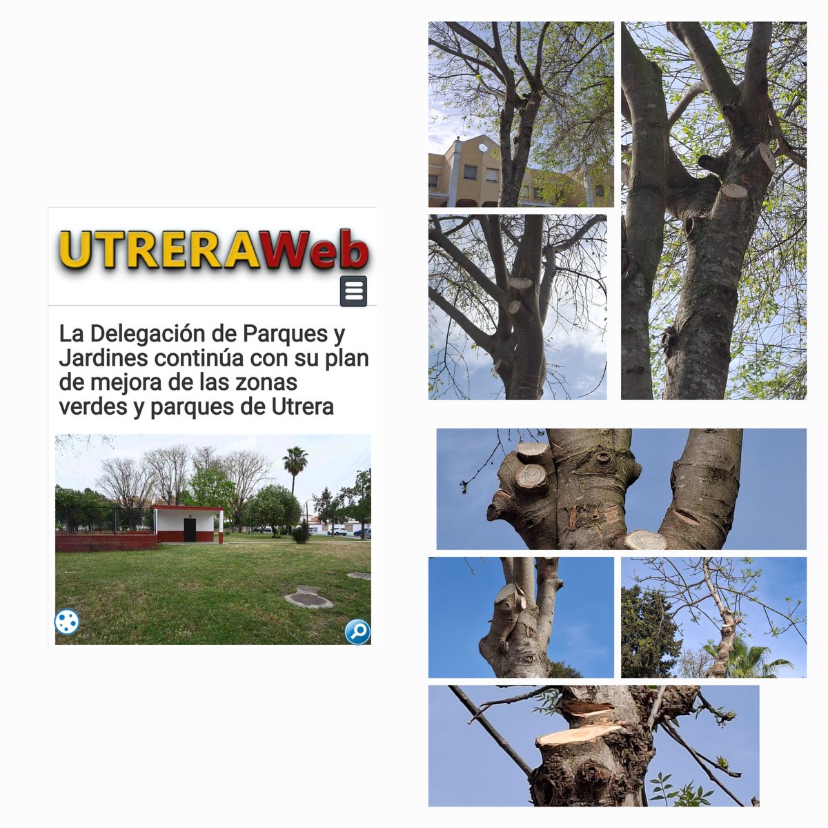 redutreraclima's tweet photo. 🪓 El Delegado de Parques y Jardines de #Utrera se pavonea de haber plantado 200 árboles cuando ha #Mutilado nuestros árboles con una #PodaSalvaje
🪓QUÉ CREDIBILIDAD TIENE SUS PALABRAS❓️
❗️Y EN QUÉ CONOCIMIENTO SE BASA Y EN QUÉ CRITERIO SE SUSTENTA PARA LA ELECCION❓️ https://t.co/Va6kCeIu9X