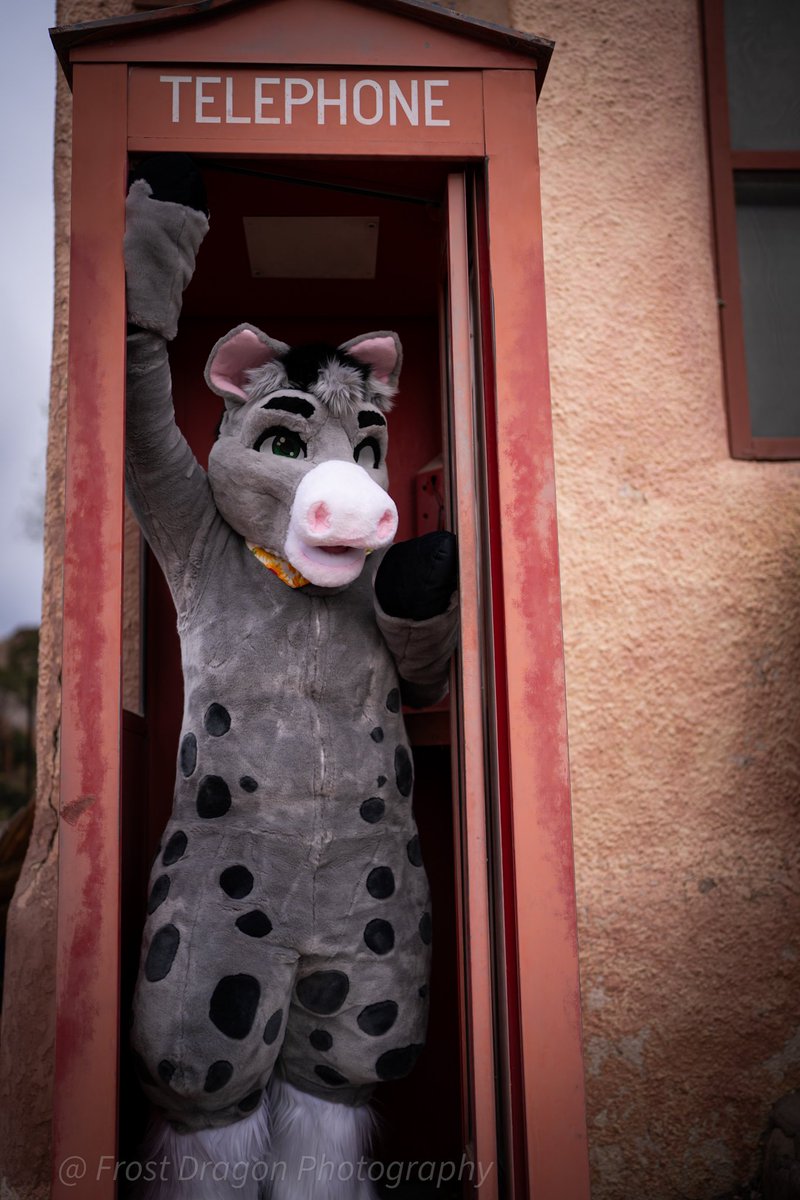 Daragreywing's tweet photo. There's a phone call for you!
Photo by @FrostDragonPTY 
Houston head and hands by Hobby Horse Creations and body by @RabbitWares 
#FursuitFriday https://t.co/HnprO3QdyT
