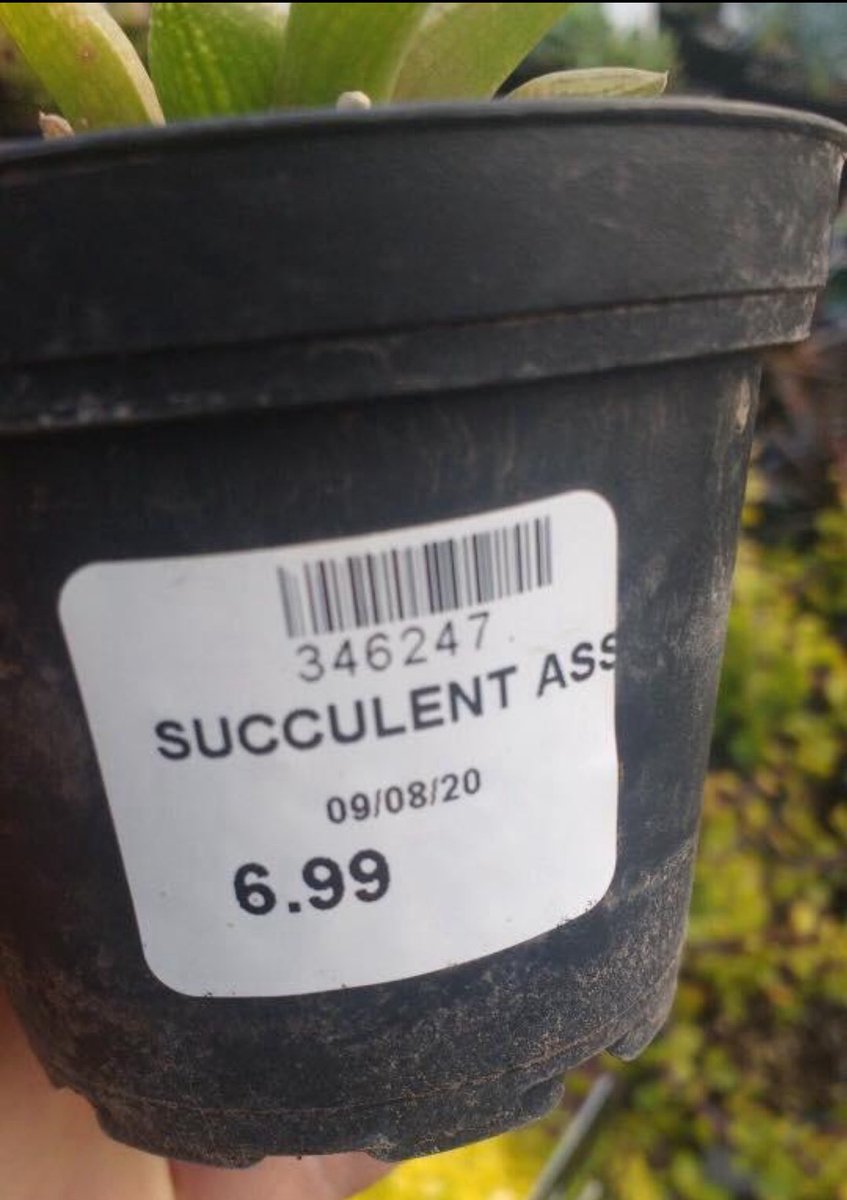 Me if I was a plant fr