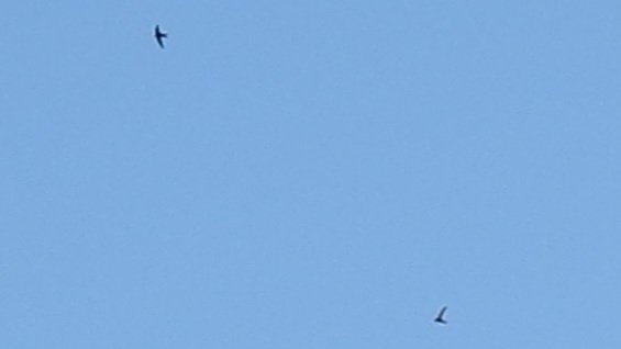 Donogh Sweeney tweet media