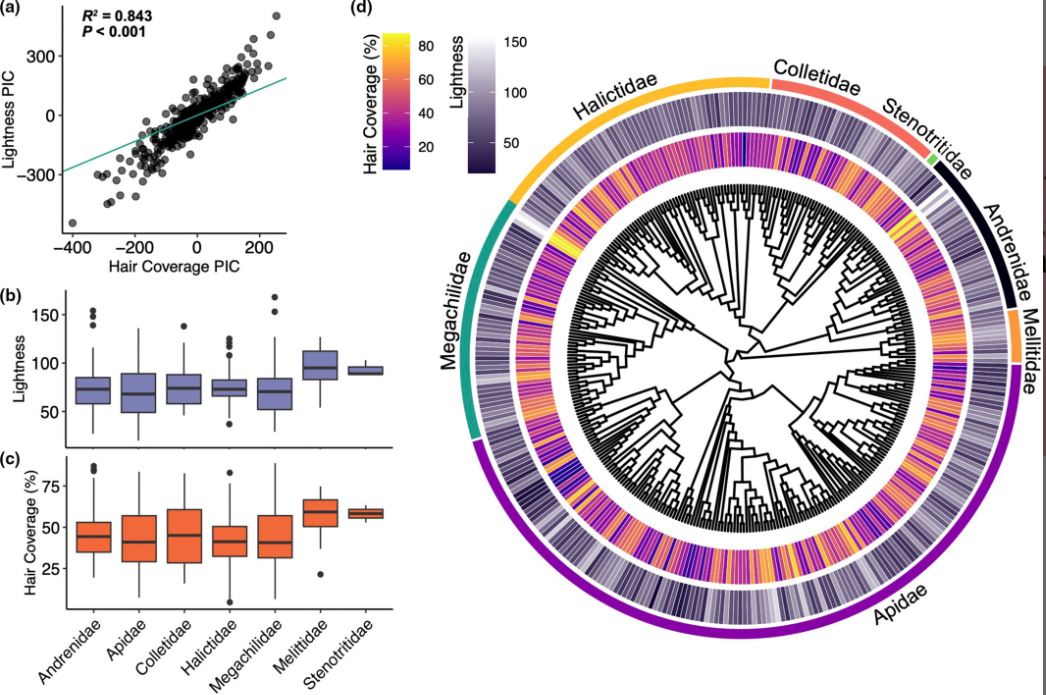 vhgonzab's tweet image. Excited to share our new paper at @FunEcology! We used museum specimens and computer vision to understand global #bee diversity and distribution.
Read more: doi.org/10.1111/1365-2…