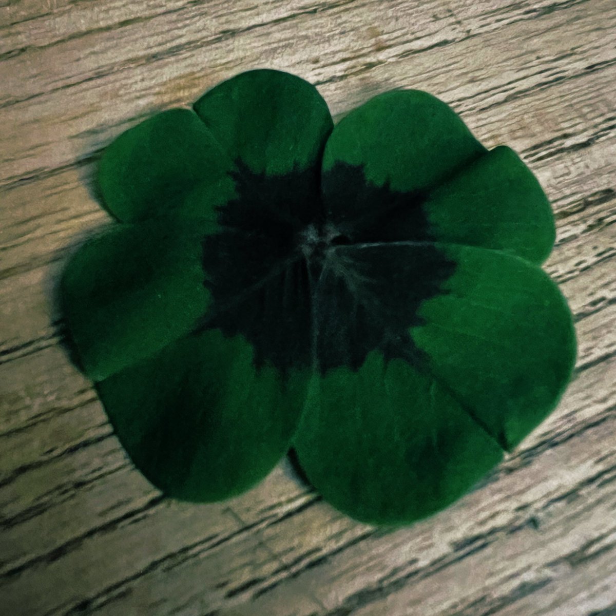 beuzec's tweet image. La vie est belle 
Merci mes amies 
#PrivateVibes