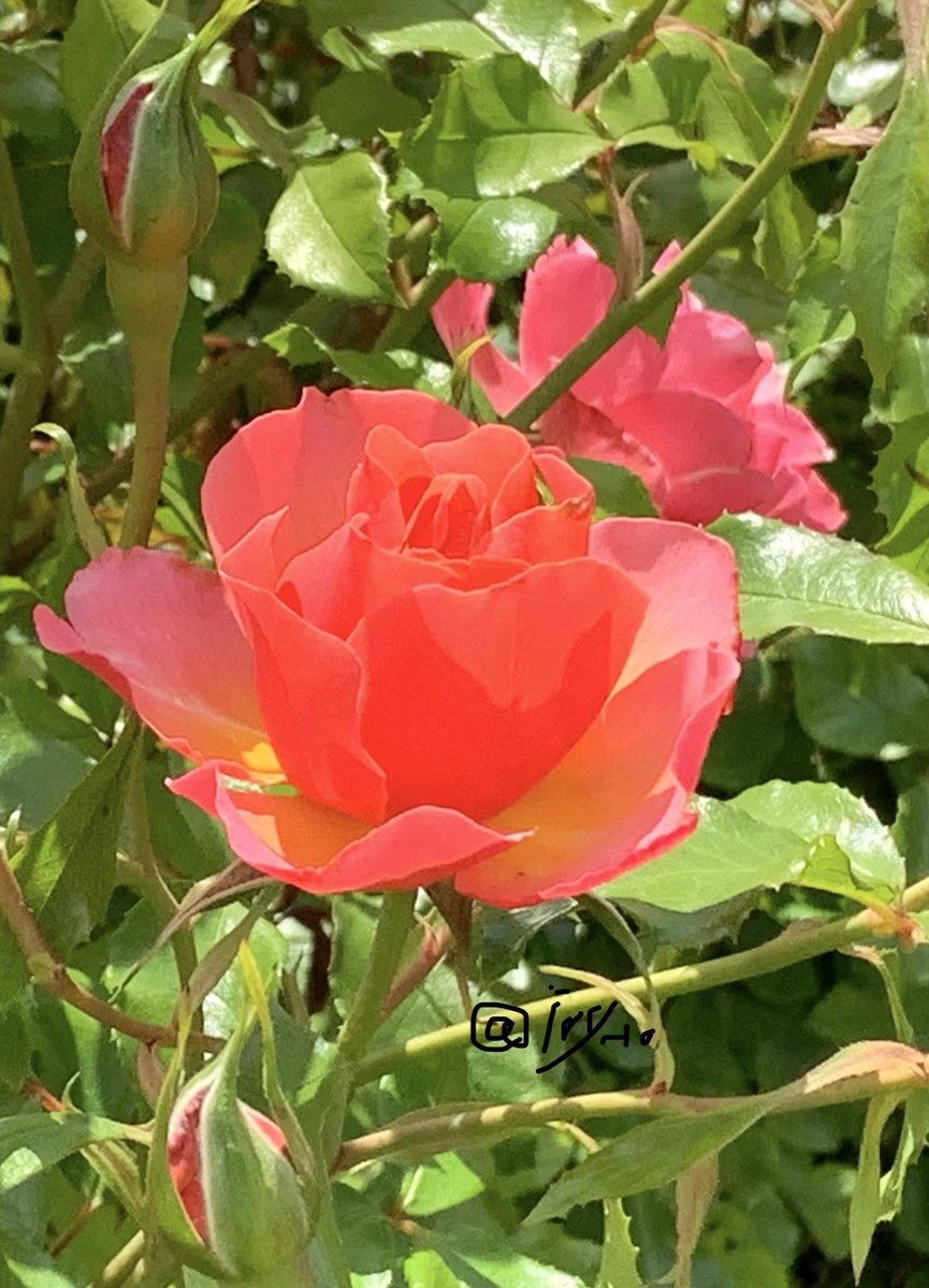 ivy_l0's tweet image. Blooming roses. #nature #flowe #roseflower #photography