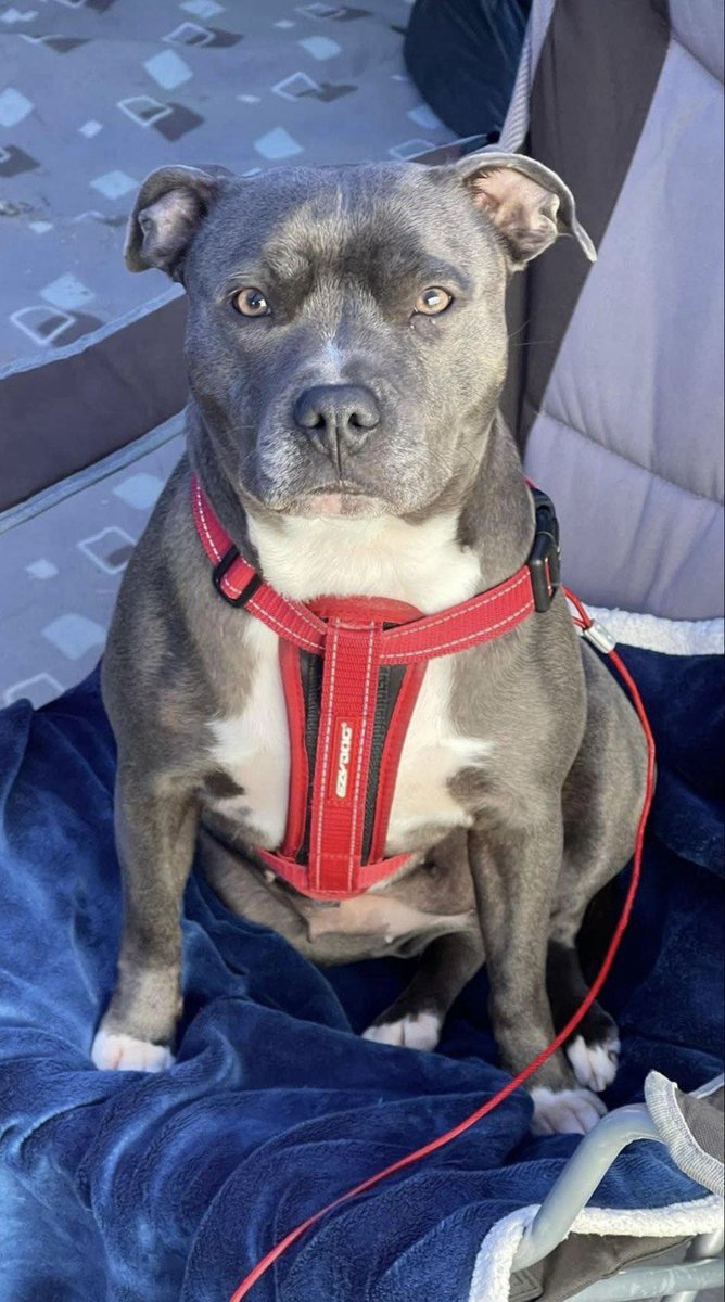 #MISSING Have you seen Misty?

3-year-old female Blue #Staffie got out of a garden in #CircusAvenue, #ChelmsleyWood #B37 around 1pm today (2 May). She is currently on daily medication. Microchipped. No collar. If there are ANY sightings of her, let #SU know. Please REPOST.