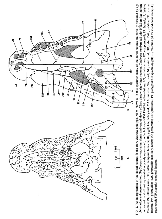 jgilchrist13's tweet photo. @HorizonBlakes7 & in case you didn't know...
Paul Darrow has an extinct Australian large broad-snouted crocodylian named after him.
Baru darrowi.
Willis et al 1990.
#FossilFriday #fossil #extinct #crocodylian #Barudarrowi #Blakes7 #ForeverAvon #PaulDarrow https://t.co/3ToLuCLE5V