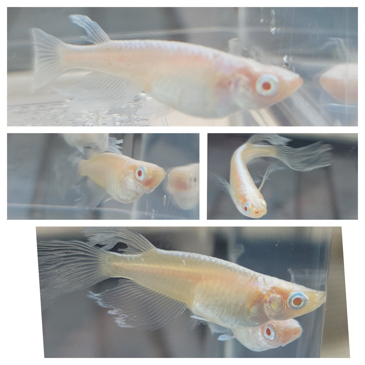 やまげ@メダカ (@yamagemedaka) / Posts / X