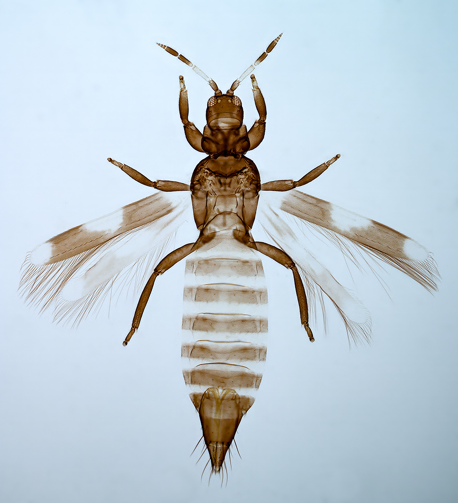 Aeolothrips melaleucus (female) is a Holarctic #thrips which is commonly found in early summer on leaves and flowers of various deciduous trees (particularly Quercus). It is a predator of mites and other thrips larvae.