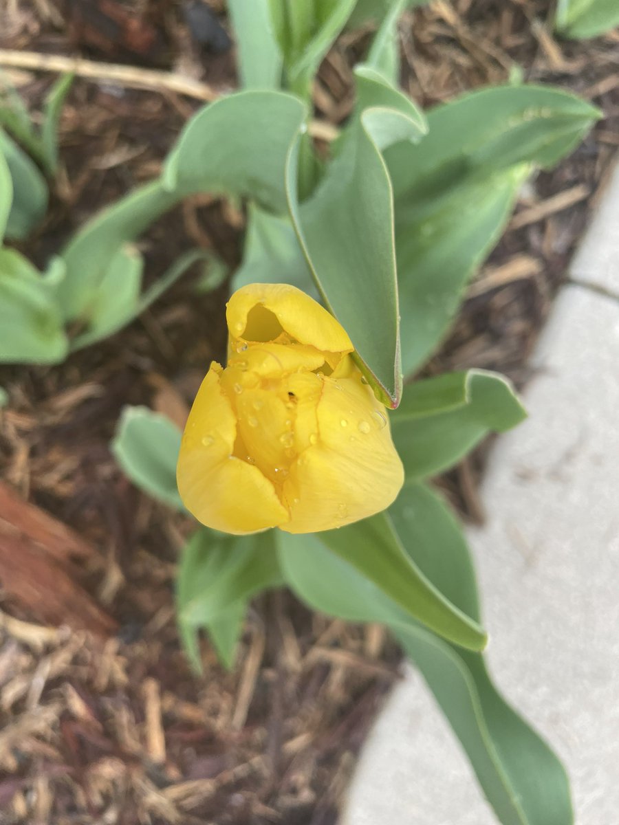 MPAlexanderMD's tweet image. My very first ever tulips! Definitely a gift!