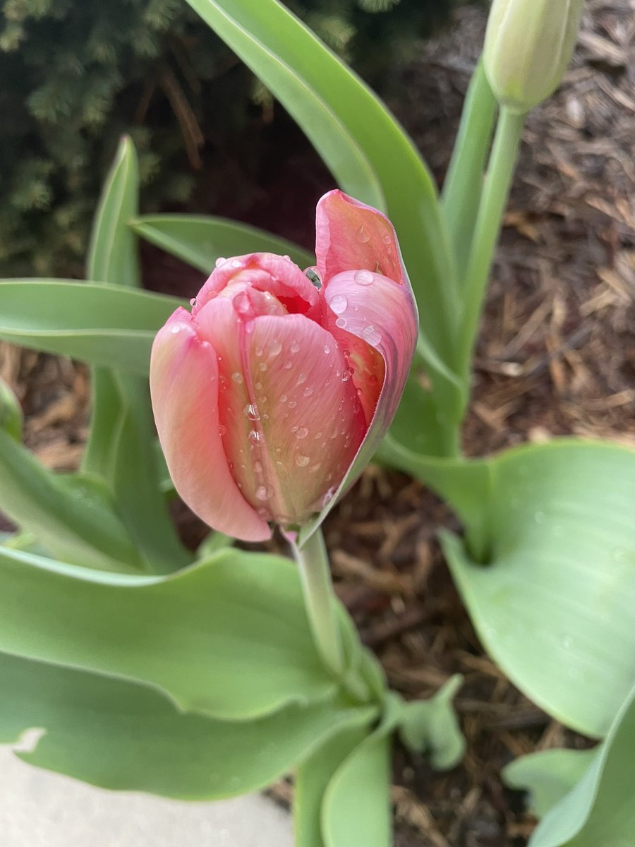 MPAlexanderMD's tweet image. My very first ever tulips! Definitely a gift!