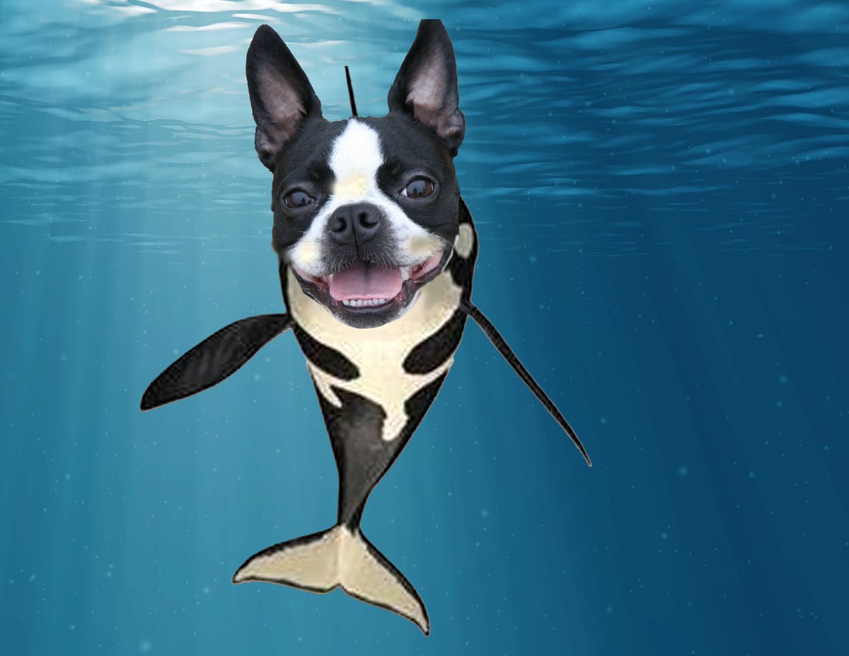 floxschmo tweet media