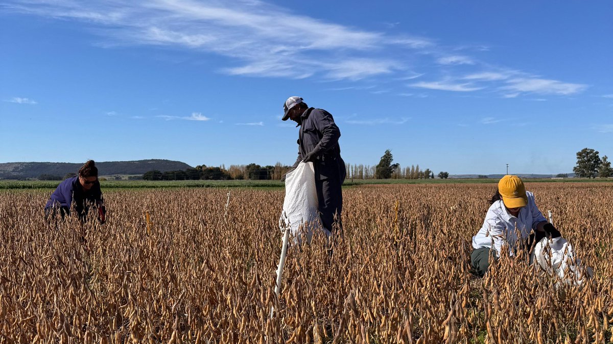 EstudioEdm's tweet image. Lindas tardes de cosecha en nuestro Campo Experimental.
👉Seguimos generando valiosa información
#Investigación 🔍