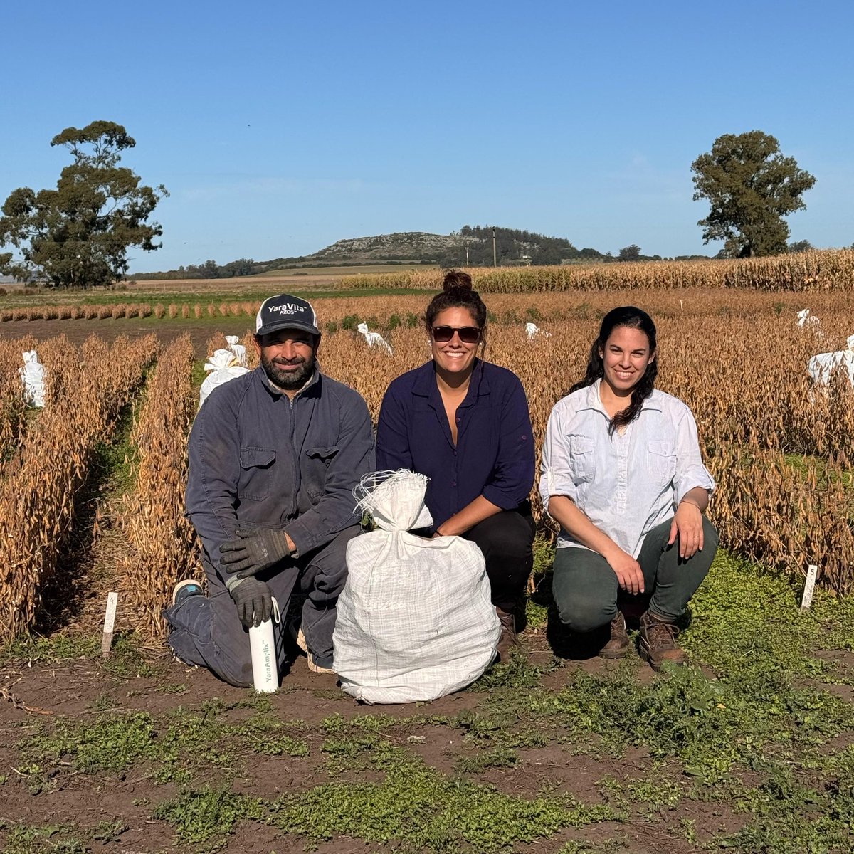 EstudioEdm's tweet image. Lindas tardes de cosecha en nuestro Campo Experimental.
👉Seguimos generando valiosa información
#Investigación 🔍