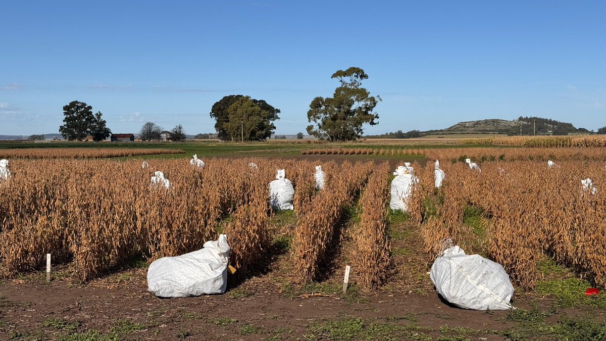 EstudioEdm's tweet image. Lindas tardes de cosecha en nuestro Campo Experimental.
👉Seguimos generando valiosa información
#Investigación 🔍
