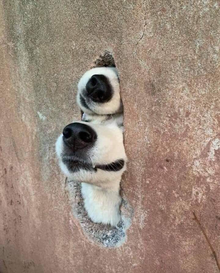 out of context dogs (@contextdogs) on Twitter photo 