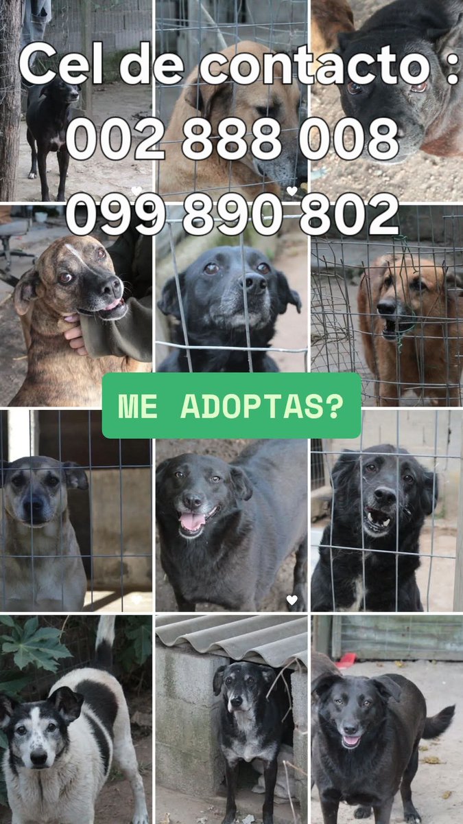 ClauLocura's tweet image. La Protectora de Animales de Maldonado cierra, después de confirmarse las denuncias que fueron realizadas. 
+70 perros con futuro incierto. La mayoría, son viejitos, que han pasado su vida en jaulas.
Algunos, ya han sido adoptados. Vamos por todos los que quedan 💪🏽 ❤️