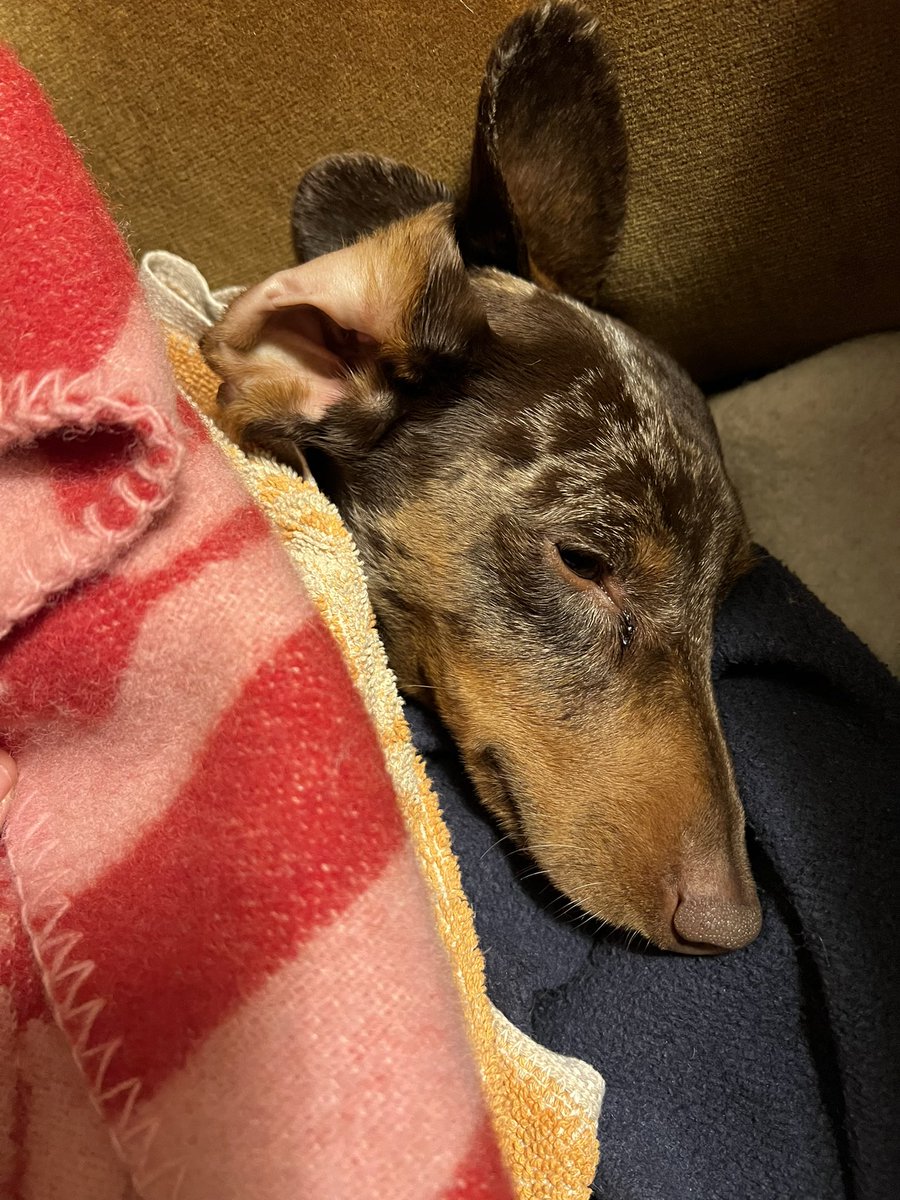 obaaasan1's tweet photo. Our tiny hero is in acute repose after the trial of THE EVIL SHOWER.

Droplets have been battled, batted and shook. Hits were taken. Will to live, drained. Trust, strained.

Now it is time to rest under the mountain of Muumin blankets, in the nest of the stolen sweater. https://t.co/cp0Q48odp2