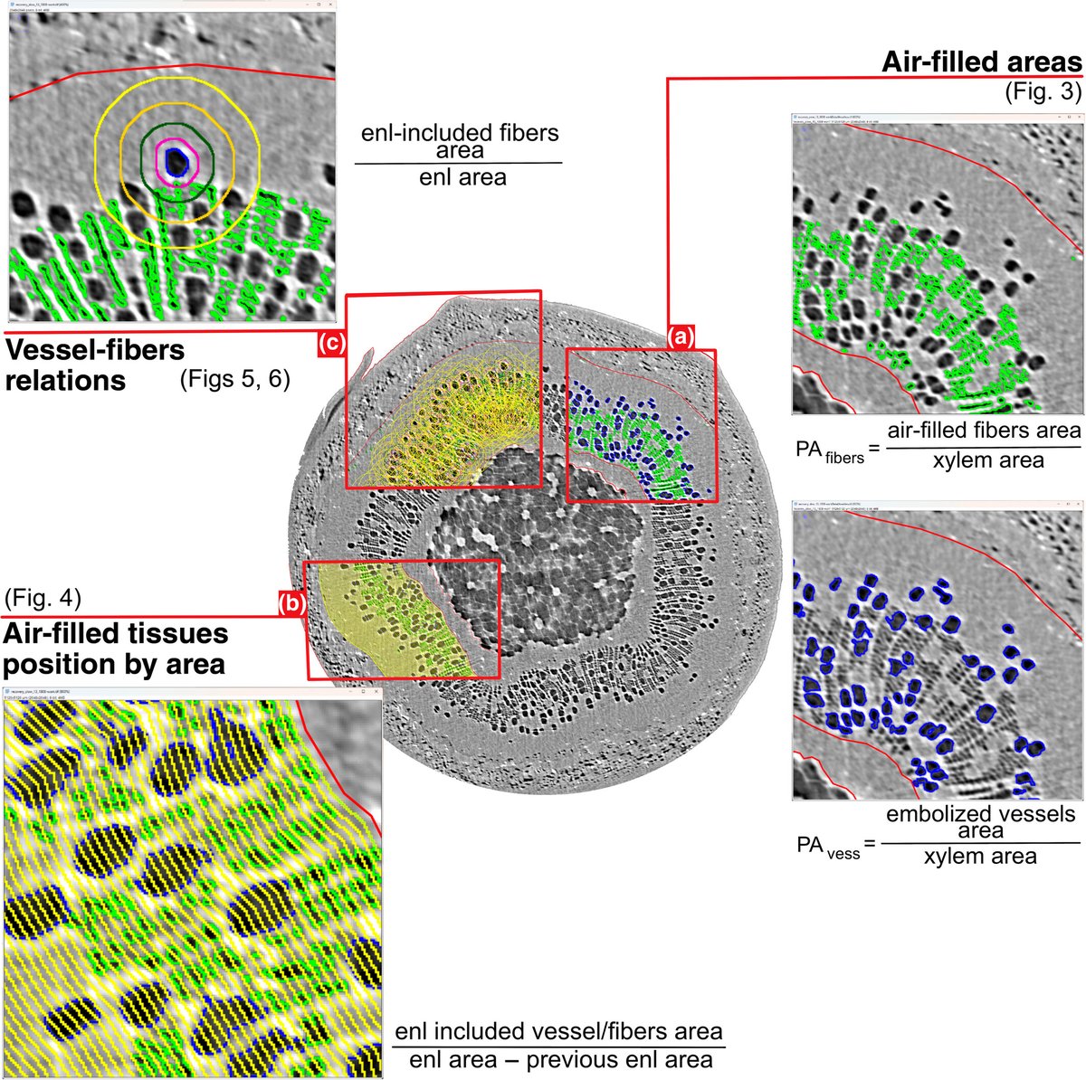The functional role of xylem fibers as a reservoir of unbound water during and after drought

Tricerri et al.

📖 nph.onlinelibrary.wiley.com/doi/10.1111/np…