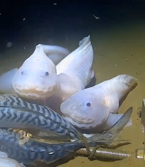 I decided. This is my favorite fish of all time: Pseudoliparis Amblystomopsis (Hadal snailfish). These two fine, goofy-grinning fellows visited us in 2022, before we found the deepest fish ever (same species, a cousin no doubt) at 8,336 meters in the Japan Trench during 2022.