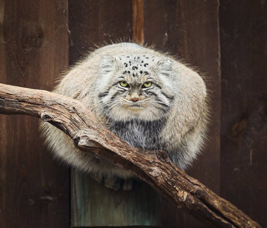 DailyManul's tweet photo. https://t.co/obwOOSUCaq
