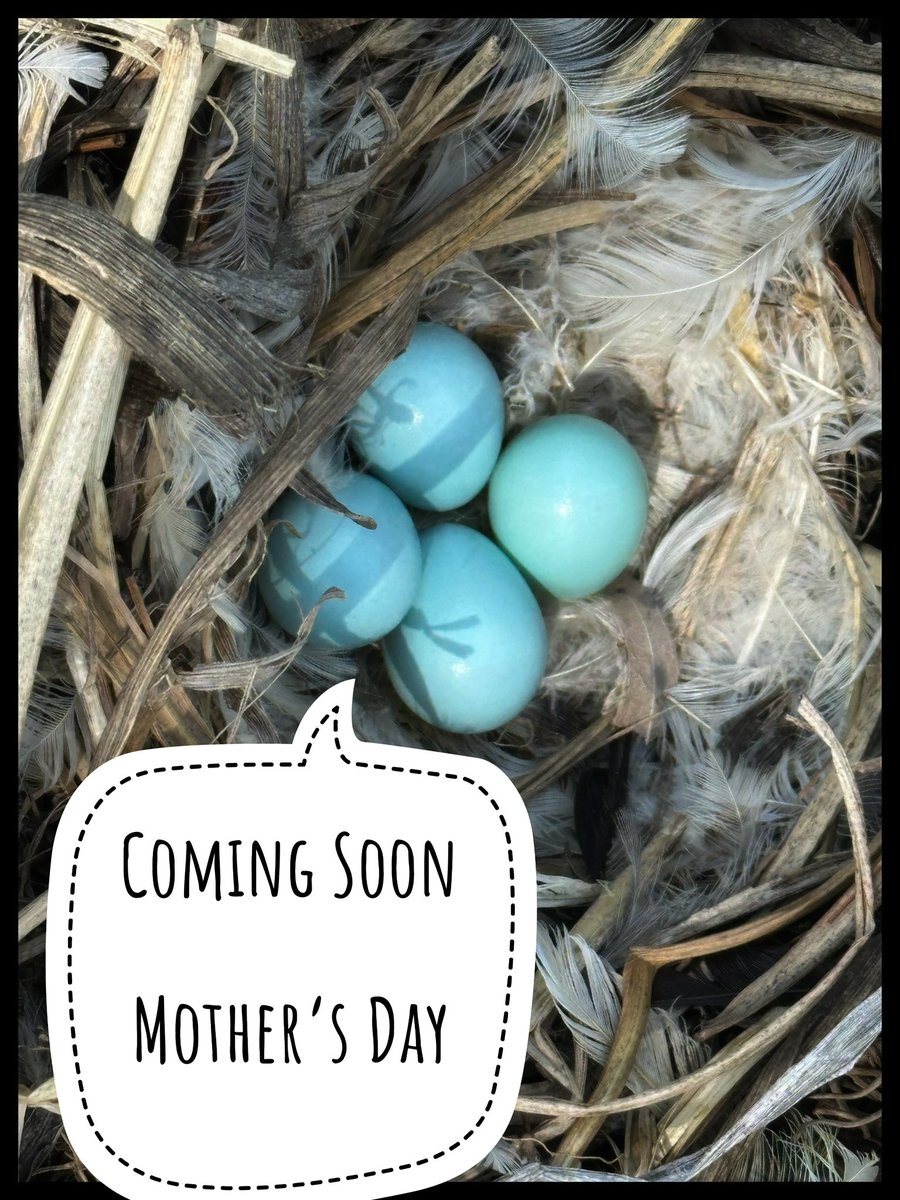 Purple Martin Mother Bird is raising a family in our Purple Martin house.  We were about to clean out the birdhouse when we discovered it had a tenet already!  GIFT CERTIFICATES FOR MOM FOR MOTHERS DAY!  Call 717-867-1991❣️
@annville_inn_style 
#romanticinn
#hersheyb&amp;b