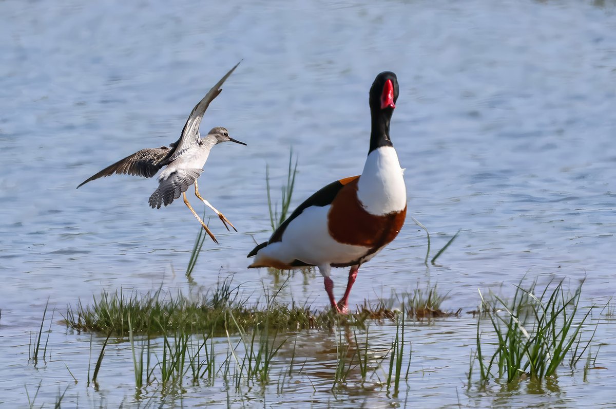 Richard T. Mills (@richardtmills) on Twitter photo The lesser yellowlegs closing in on a surprised shelduck at Harper's Island.
<a href="/IslandWetlands/">HarpersIslandWetlands</a> The lesser yellowlegs closing in on a surprised shelduck at Harper's Island.
<a href="/IslandWetlands/">HarpersIslandWetlands</a>