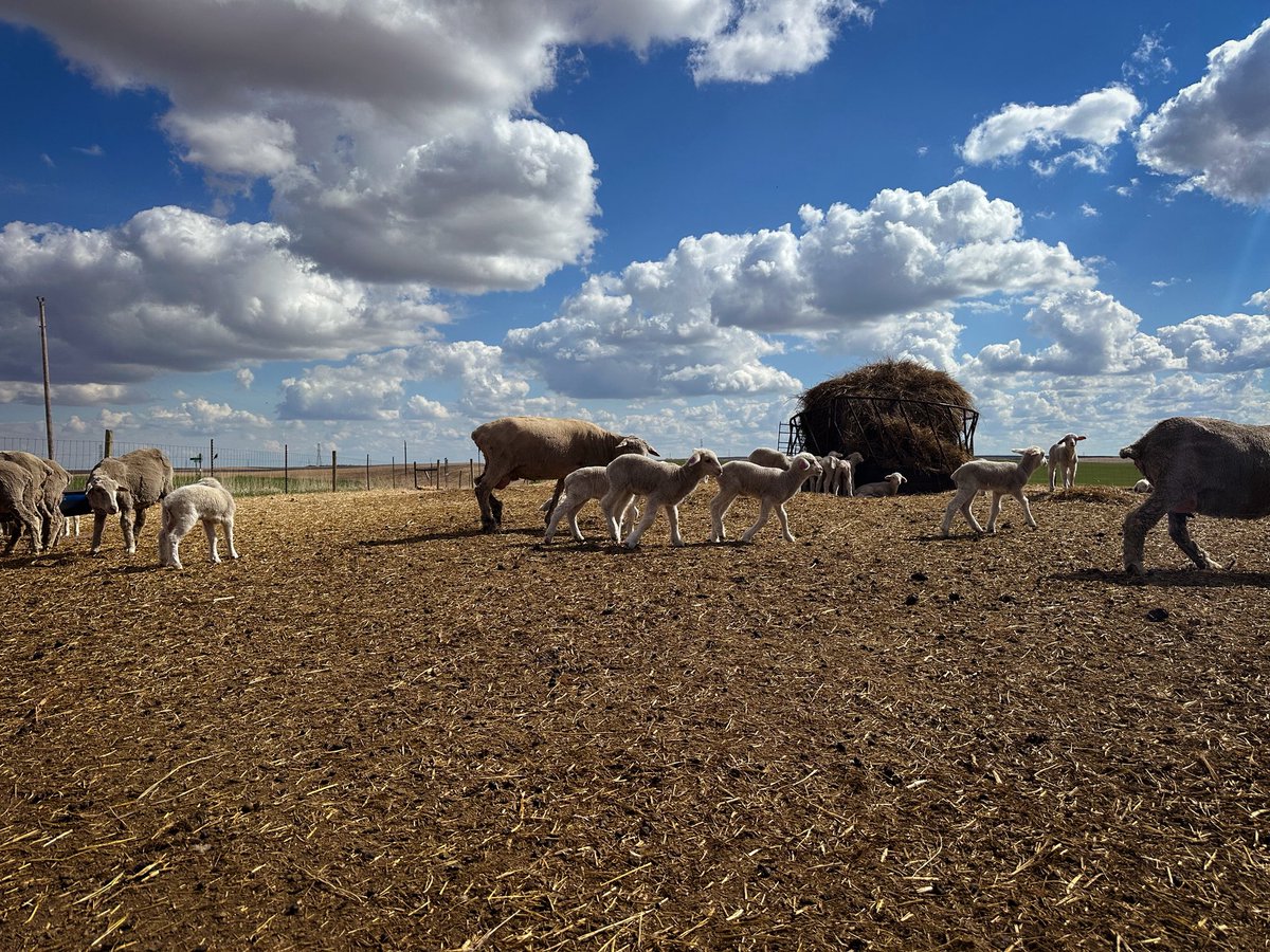 🐑 🌼 feels like spring! 
I spent the afternoon at Cody Chambliss’ operation in Pierre to take a look at how lambing season is going this year. Stay tuned to <a href="/AgweekMagazine/">Agweek</a> for that story!