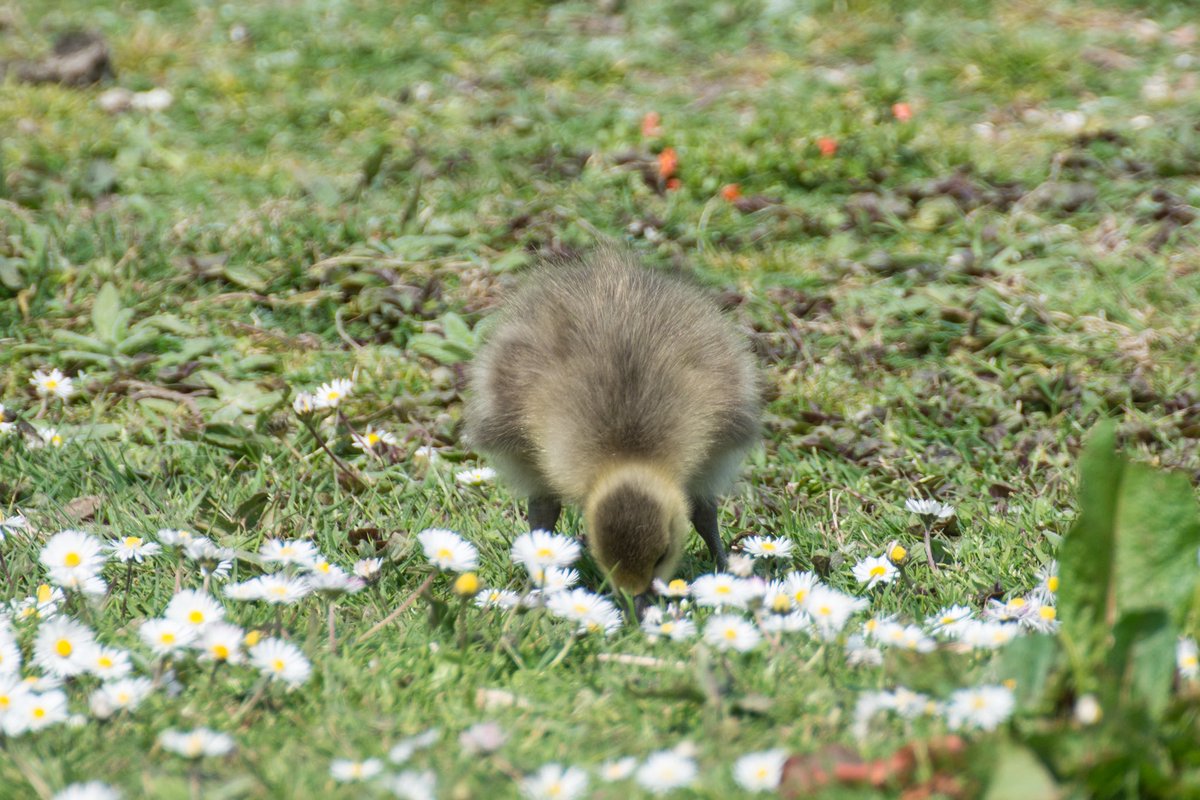 Claire (@clgrasby) on Twitter photo Goslings at Hickling today… (taken with a zoom lens) 📸
#photography #spring #geese #outdoors #norfolk #localwildlife <a href="/NorfolkWT/">Norfolk Wildlife Trust</a> #thephotohour #nikonphotography Goslings at Hickling today… (taken with a zoom lens) 📸
#photography #spring #geese #outdoors #norfolk #localwildlife <a href="/NorfolkWT/">Norfolk Wildlife Trust</a> #thephotohour #nikonphotography