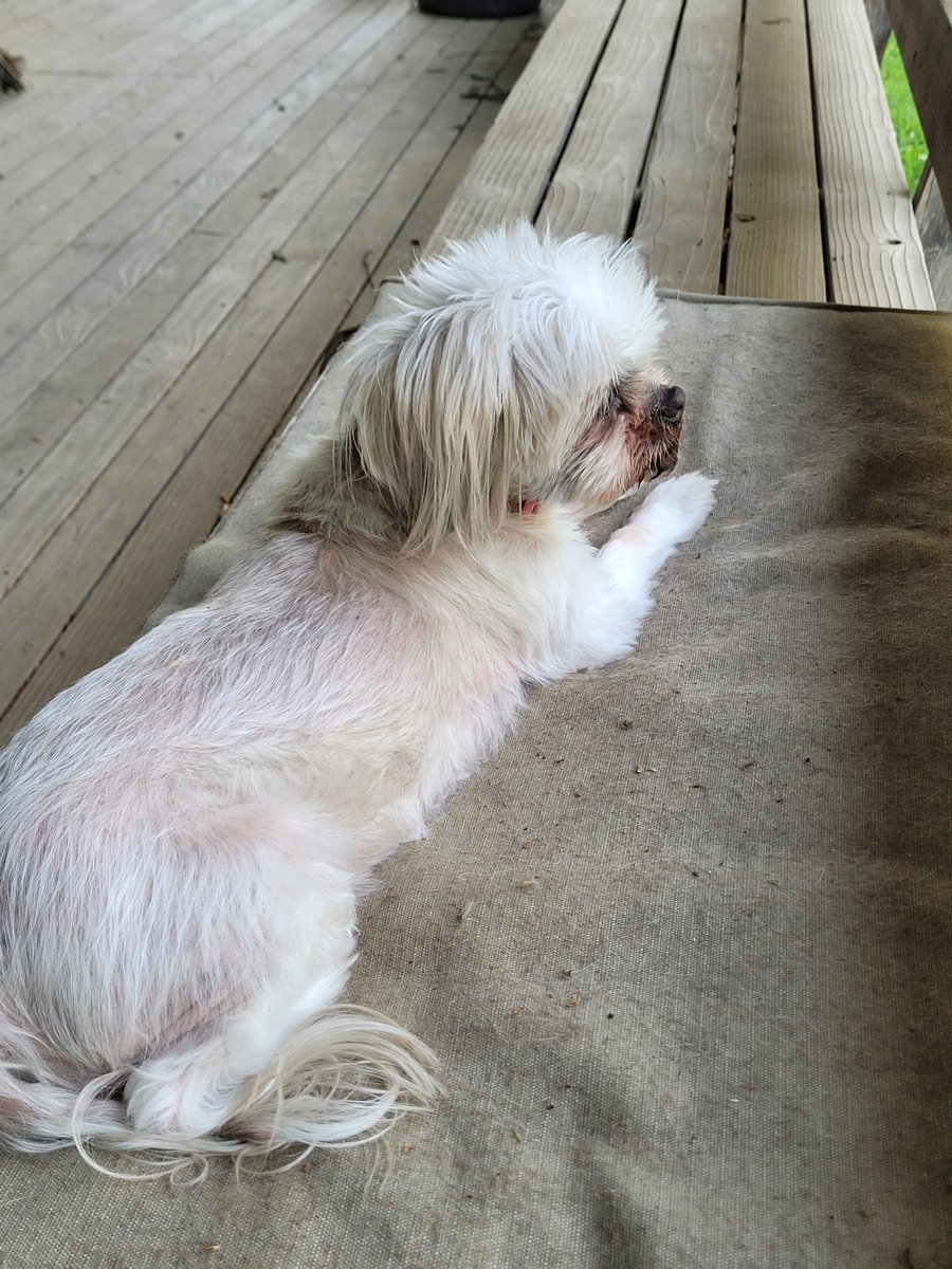 softtosslefty's tweet image. Had to say goodbye to our Scooter today. Vet thought she was 2 when we rescued her 16 years ago. She was fearless despite weighing 8lbs.
