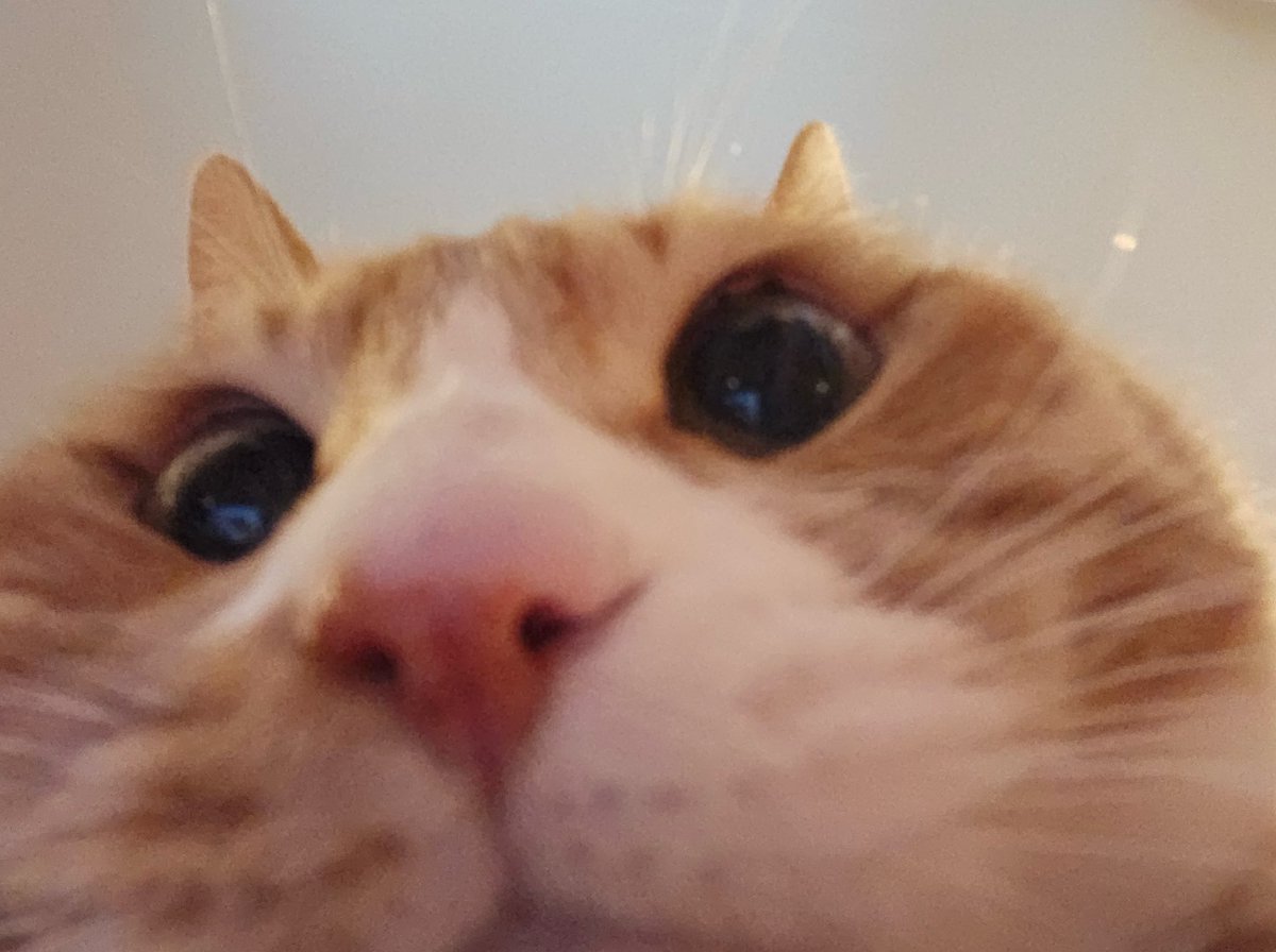 jeongatin_'s tweet image. #AMOGATOS #FE #LINOS #GATOLINO #MIAU #SOONIE #SONIC #TIAMU #GANHEI8VIDAS