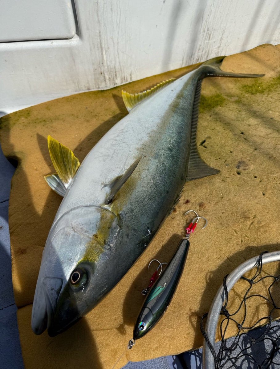 今期外房での一発目のヒラマサ！！
シケ続きで海に出れず…
海に出れても、なかなか釣れず…
ようやく春マサを釣ることが出来ました🥹
今期は、なかなか苦戦したので、サイズ関係なく嬉しい一本となりました！！

釣れたルアーは、ぐちぺん165Ｆ