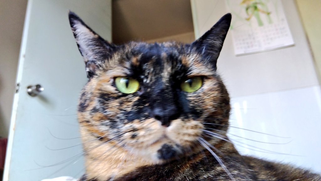 土曜日のなんやかんやちゃん #猫がいる生活 #Cat #サビ猫