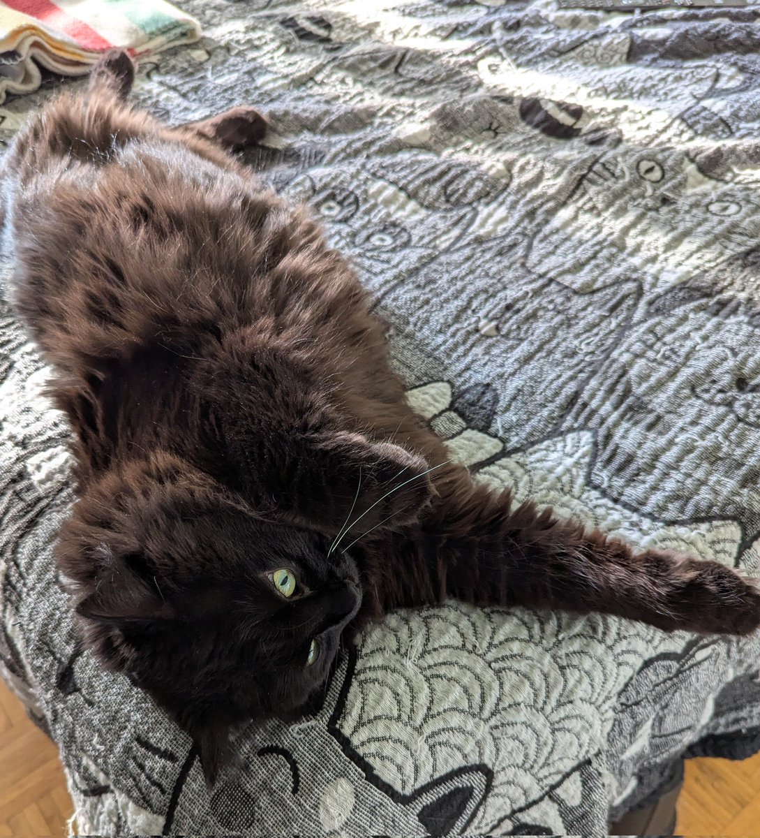 Good evening from Ottawa 🇨🇦! It was a floofy start to the day for #jellybellyfriday this morning! Mom says it'd be nice if she got her half of the bed once in a while...dream on Lady! 😸 #Cats #CatsOfTwitter #blackcats #fridayvibes