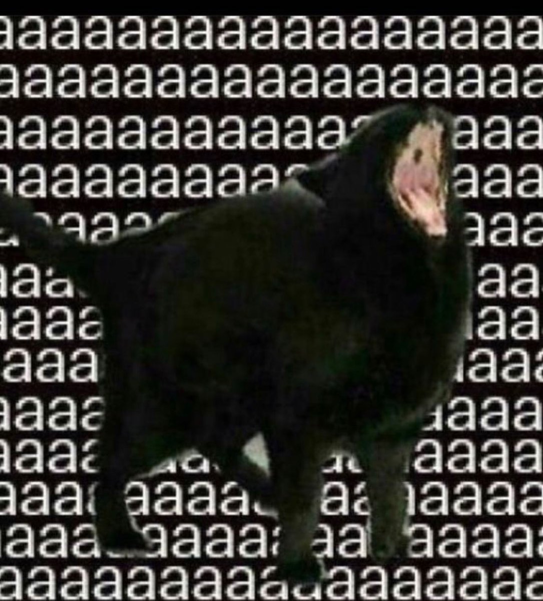 Punch Cat (@punchingcat) on Twitter photo 