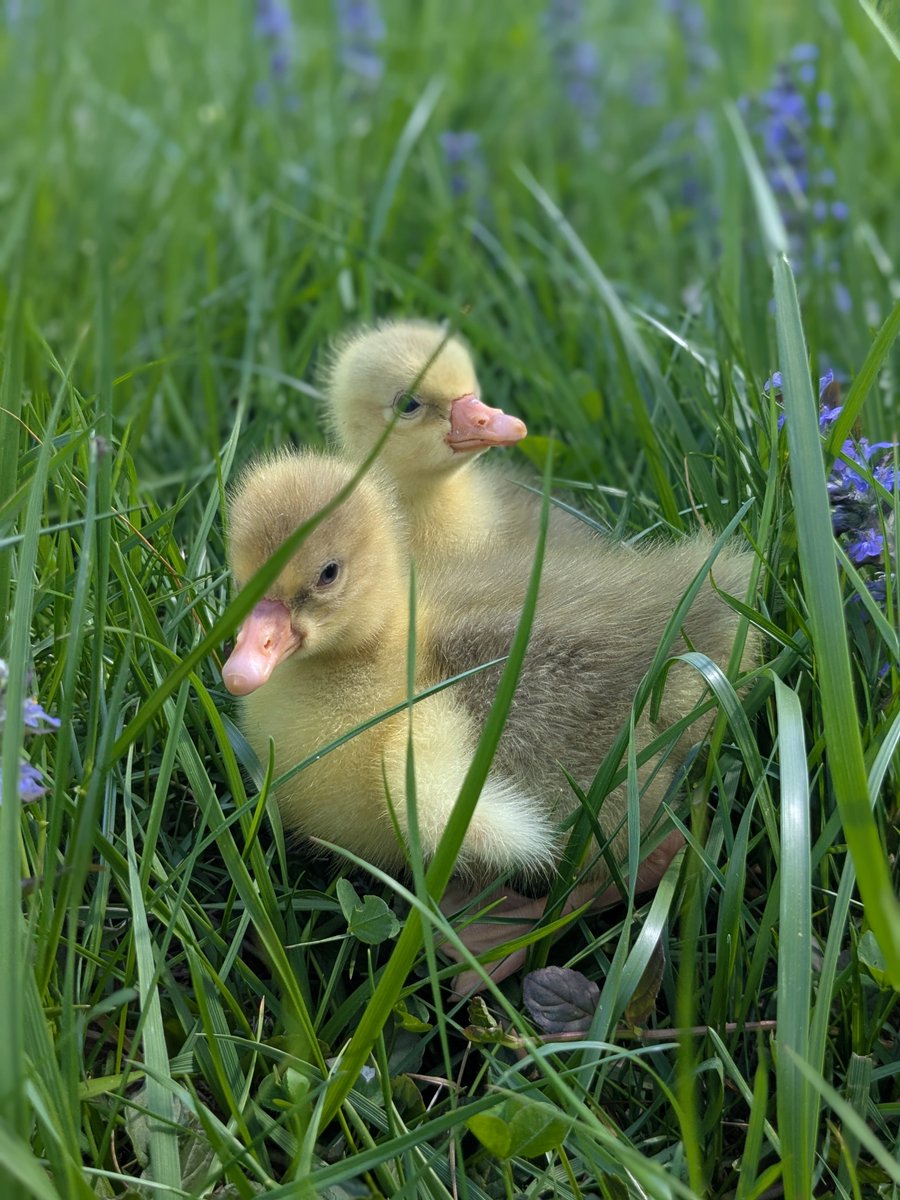 Nancy H (@nhuleatt54300) on Twitter photo 