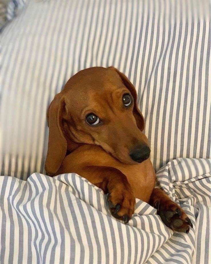 “bueno me voy a dormir”
*Mi perro en la cama esperándome*