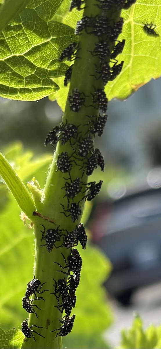 Spotted lanternfly seemed to survive the winter just fine in Virginia.  Seeing lots of nymphs.  Inspect your grapevines.