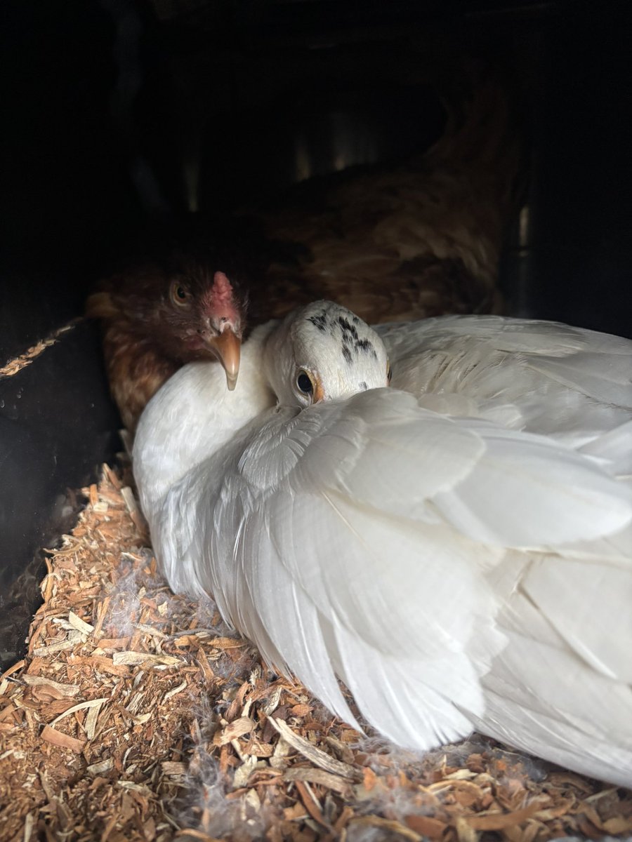 Nate - Lunar Magic & Dirt Sorcery tweet media