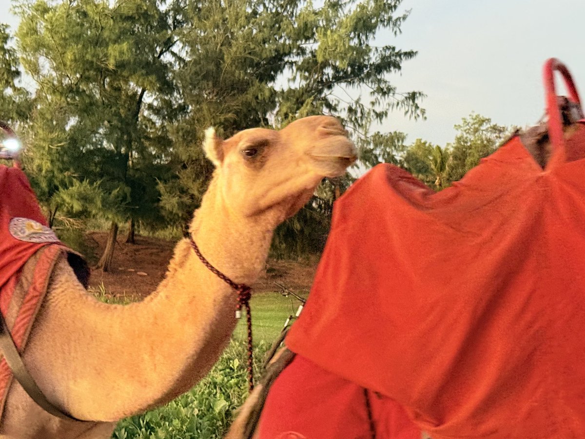 HAPPY HUMP DAY🐪週の折り返しの日をラクダのコブに例えてこう言う表現があるらしい　#ブルーム #オーストラリア #ワーホリ