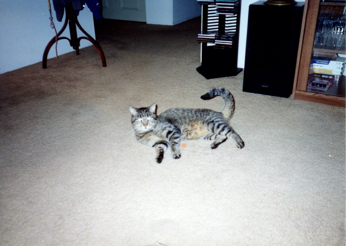 DaveSlaven's tweet photo. @JimSnyder55 Long ago, I once had my own tabby. (This is Barnaby.) https://t.co/KDVlyq3fC5