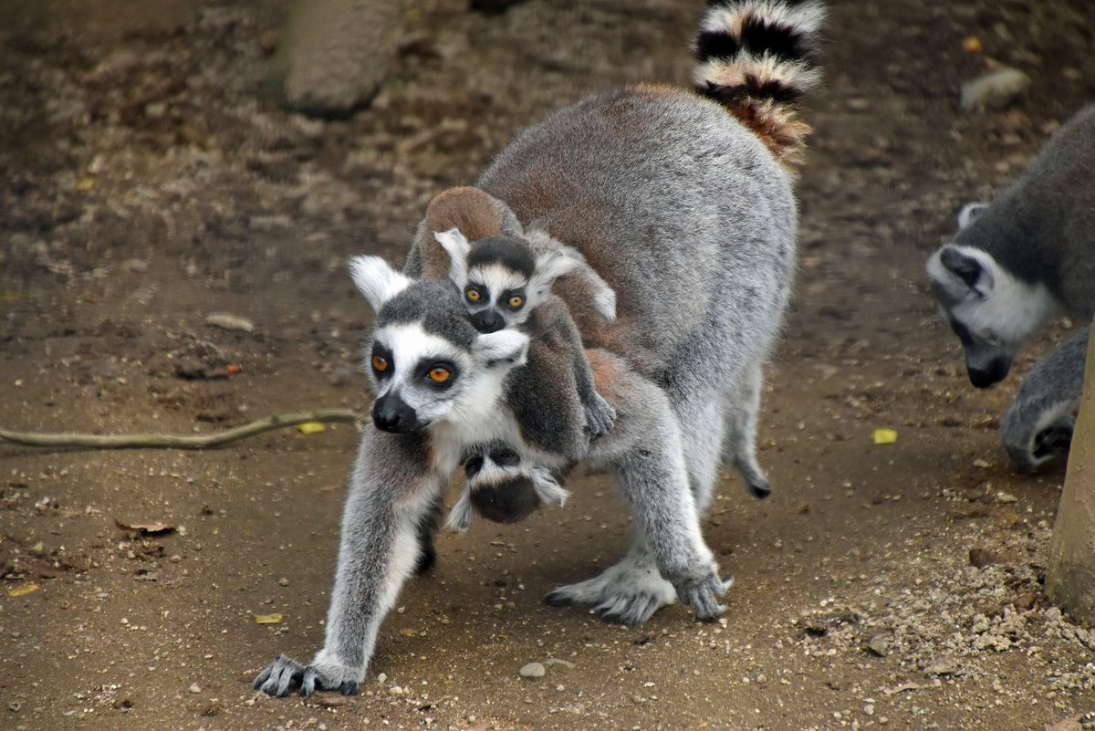 ワオキツネザル の赤ちゃん元気いっぱい！】 3月と4月に生まれた